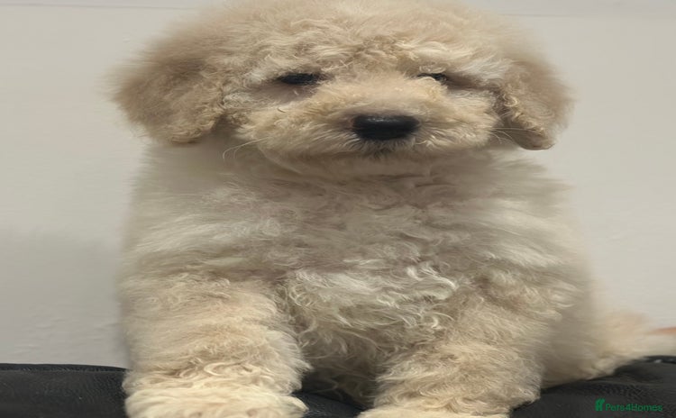 Mixed Breed dogs F1B SAINTBERNADOODLE  CREAM BOY  BLACK /WHITE GIRL - Advert 1