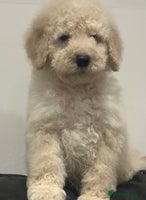 Mixed Breed dogs F1B SAINTBERNADOODLE CREAM BOY BLACK /WHITE GIRL - Advert 13