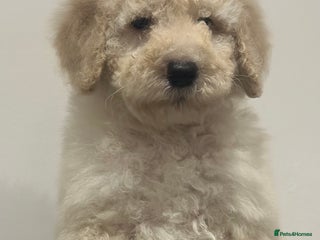 Mixed Breed dogs F1B SAINTBERNADOODLE CREAM BOY BLACK /WHITE GIRL - Advert 3