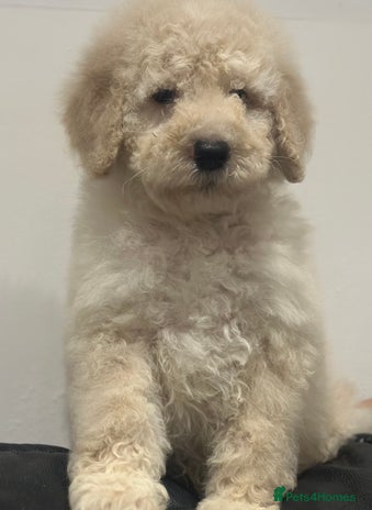 Mixed Breed dogs F1B SAINTBERNADOODLE CREAM BOY BLACK /WHITE GIRL - Advert 3