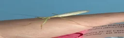 Mixed Breed invertebrates for sale: Mantis, millipedes , isopods , stick insects/eggs - Advert 6