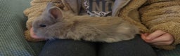 Lionhead rabbits for sale: Lionhead bunnies - Advert 4