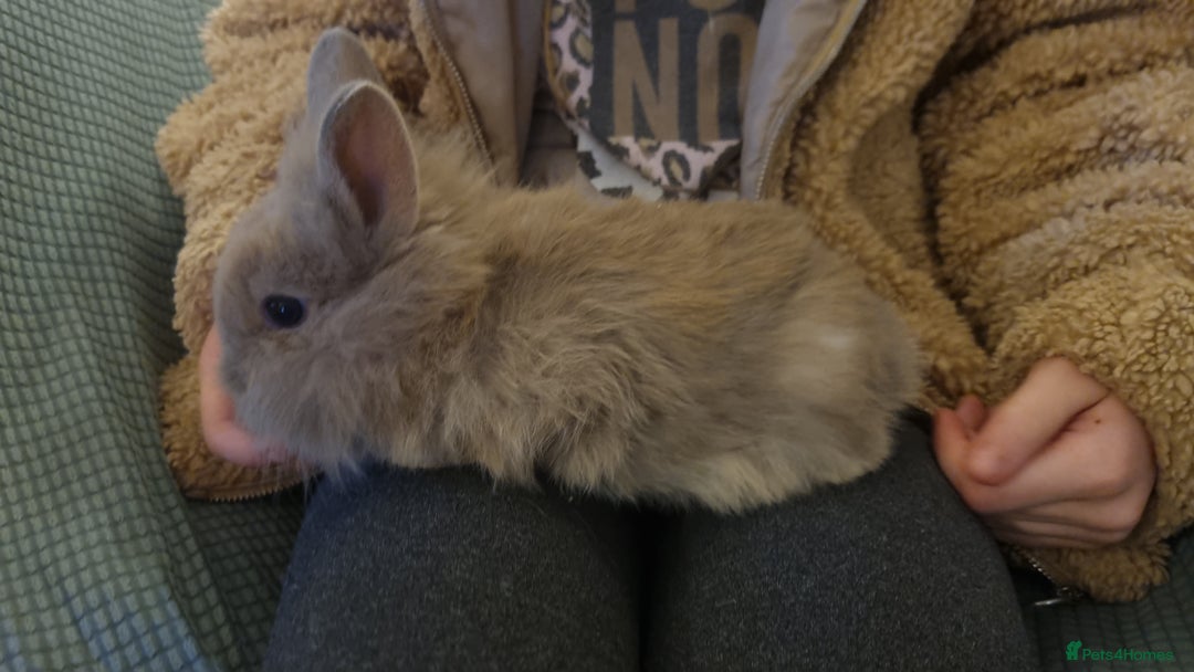 Lionhead rabbits for sale: Lionhead bunnies - Advert 4