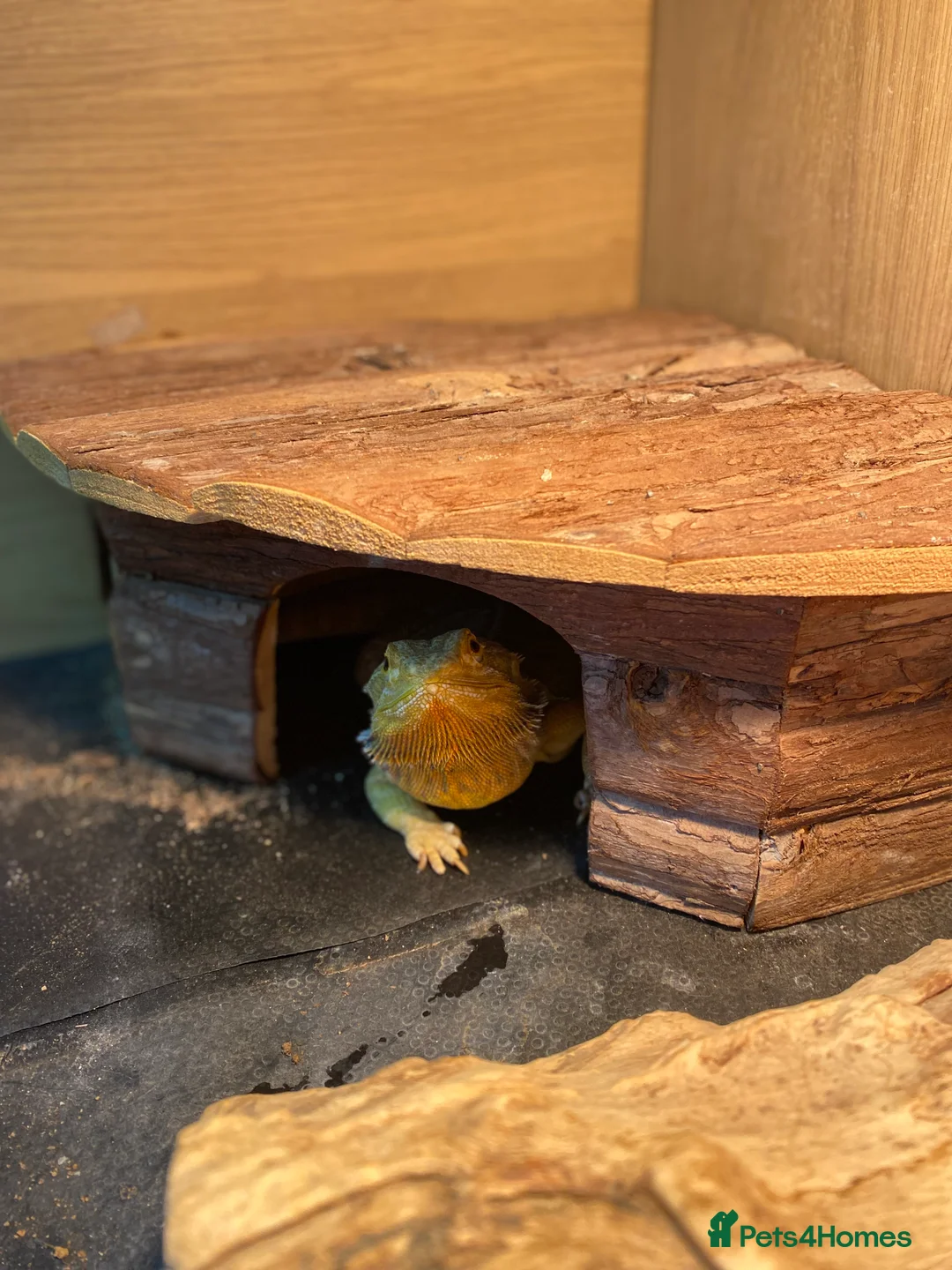 Bearded Dragon reptiles for sale: Stumpy Steve needs a new home  - Advert 5