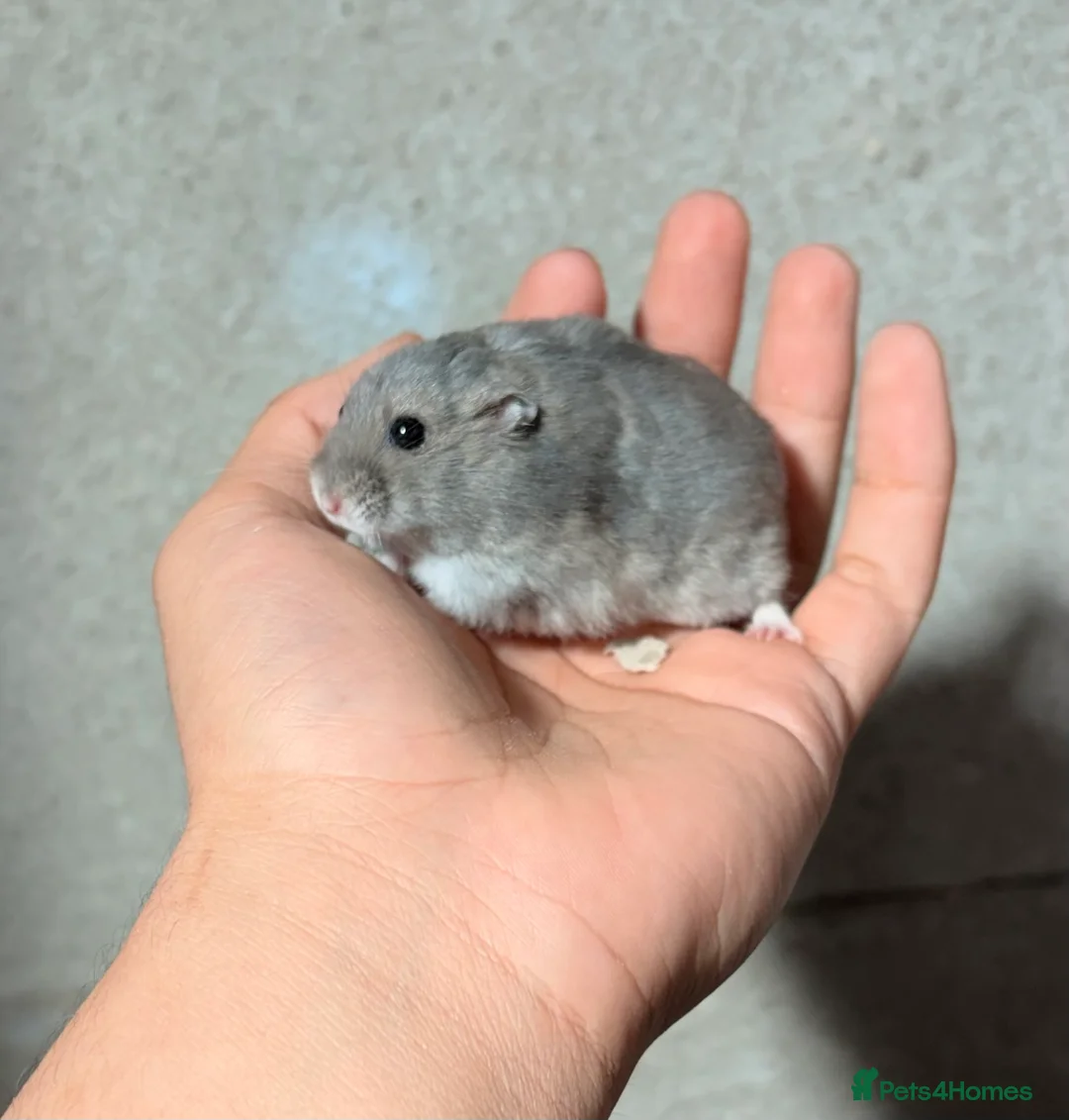 Hamster rodents for sale: STUNNING TAME PEDIGREE & PURE WINTER WHITE DWARFS - Advert 3