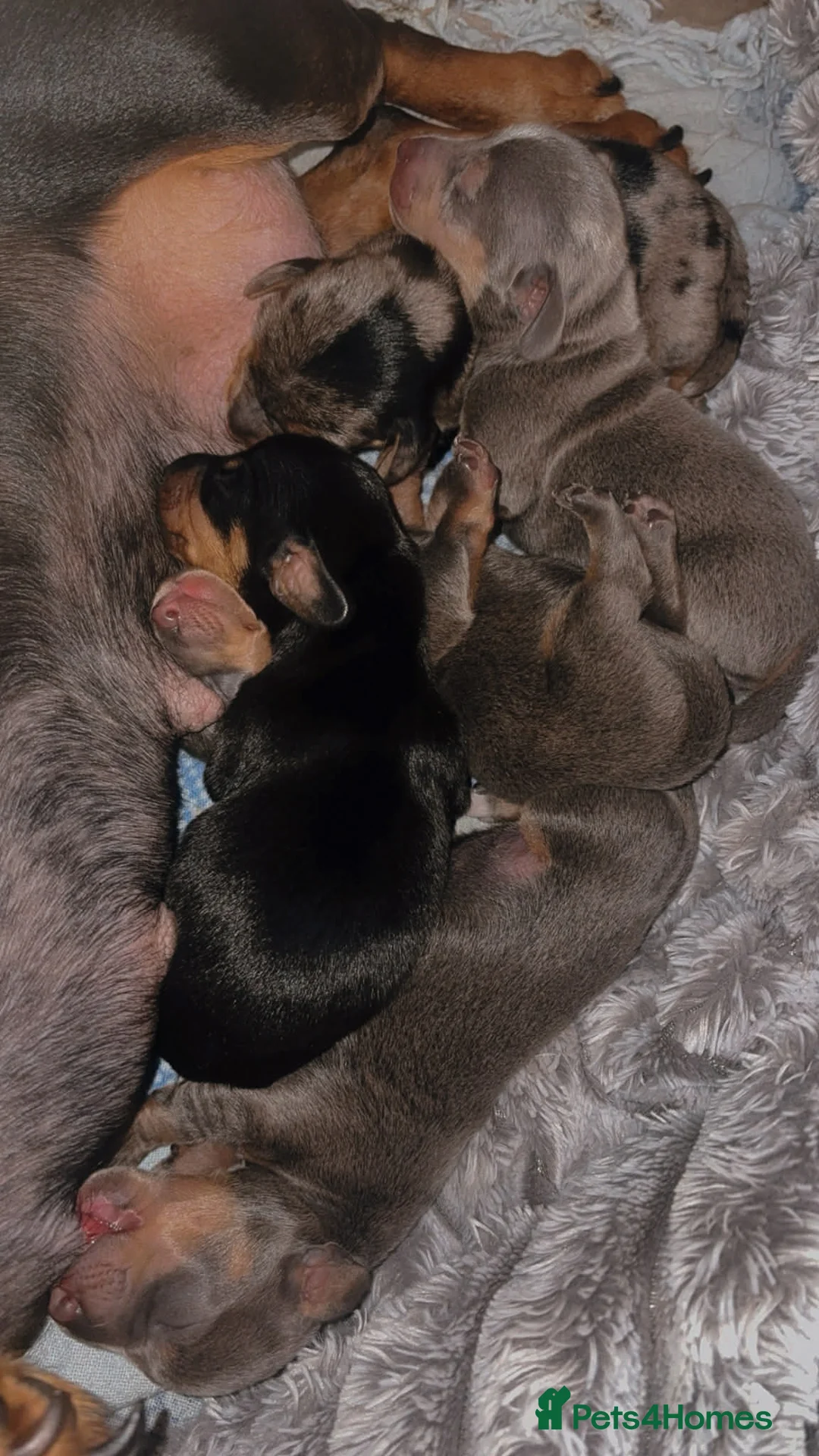 Miniature Dachshund dogs for sale: Miniature dachshund puppies  - Advert 3