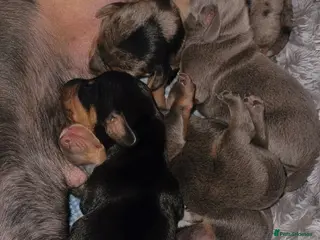 Miniature Dachshund dogs Miniature dachshund puppies - Advert 12