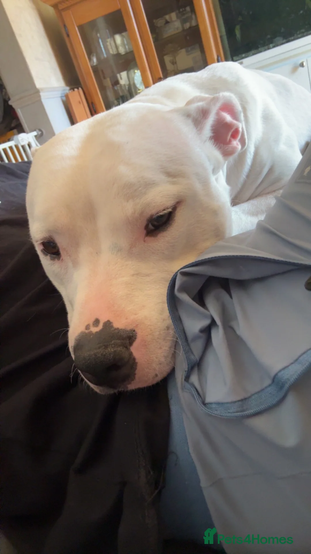 Staffordshire Bull Terrier dogs for sale: Snowy in Huntingdon - Advert 2