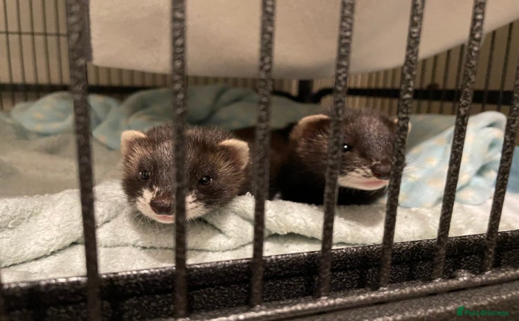 Ferret rodents - Advert 1