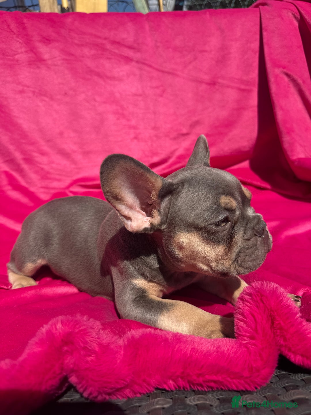 French Bulldog dogs for sale: 🔥READY TODAY Quality KC French Bulldog Puppies✨🔥 - Image 8