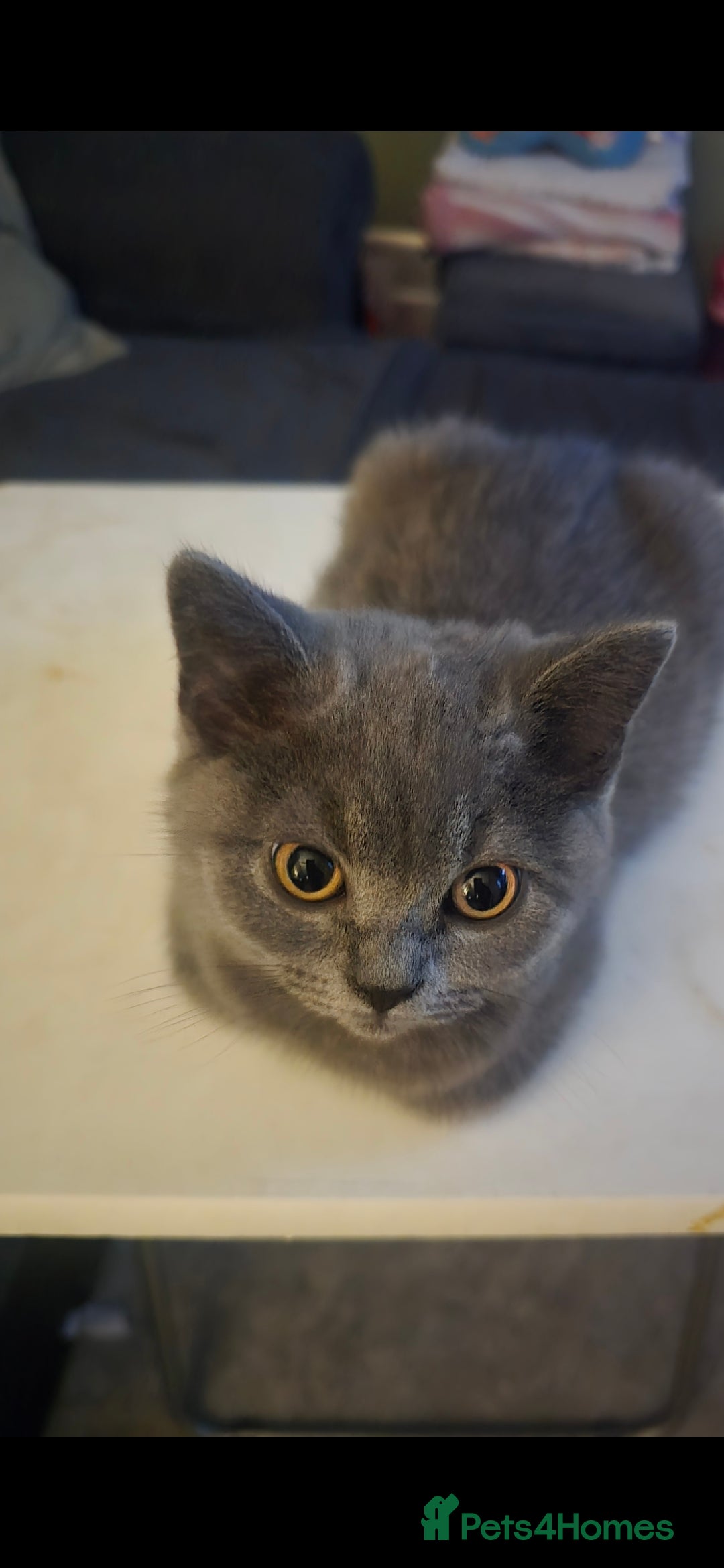British Shorthair cats for sale: British Short-hair Kittens x3  - Image 5