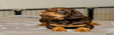 Sprocker 3