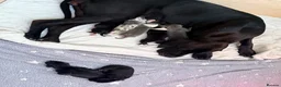 Great Dane dogs for sale: Exceptional Great Dane puppies 🐶  - Advert 2