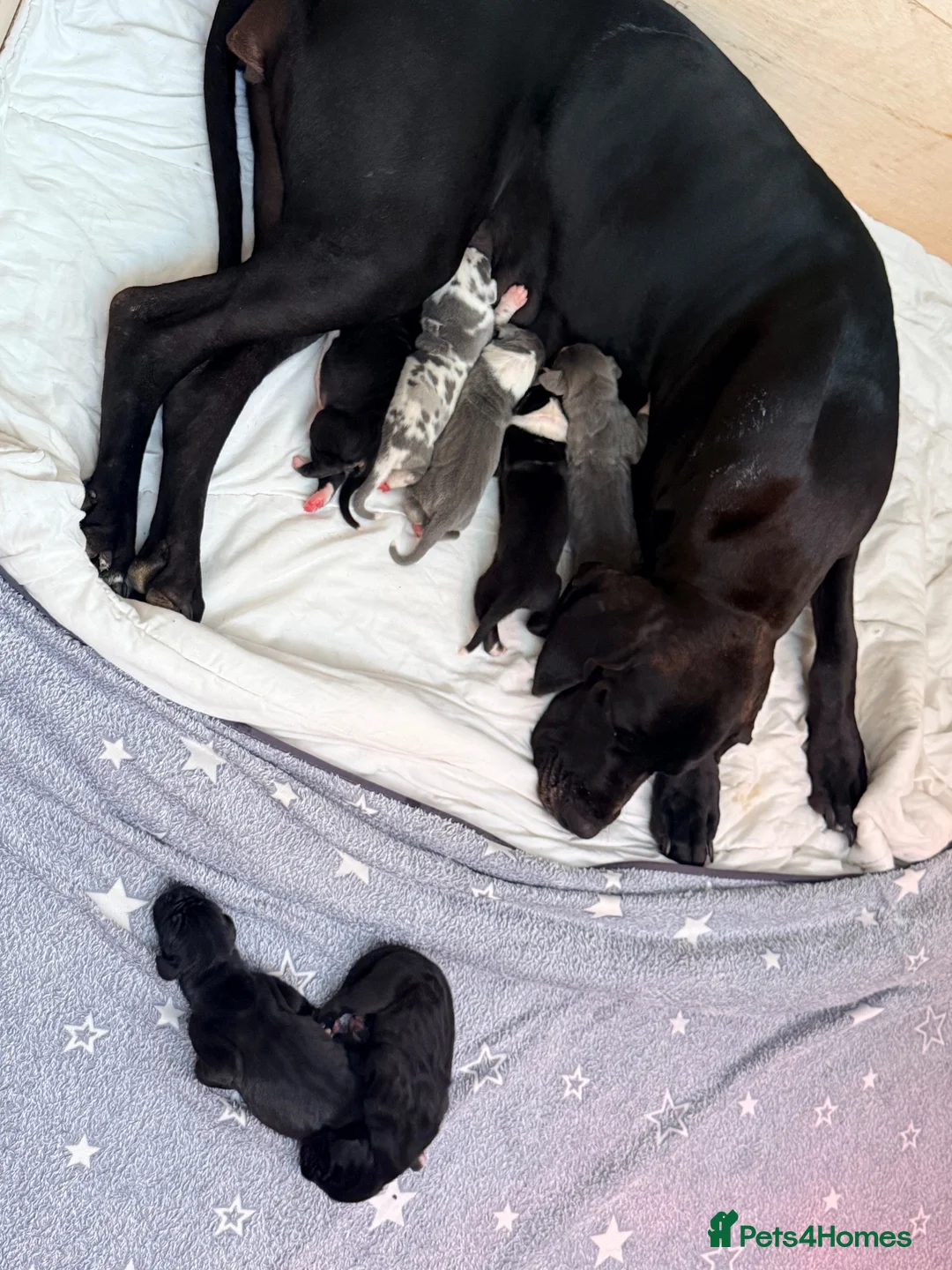 Great Dane dogs for sale: Exceptional Great Dane puppies 🐶  - Advert 2