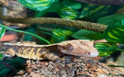 Gecko reptiles for sale: Female crested gecko🦎 - Image 1