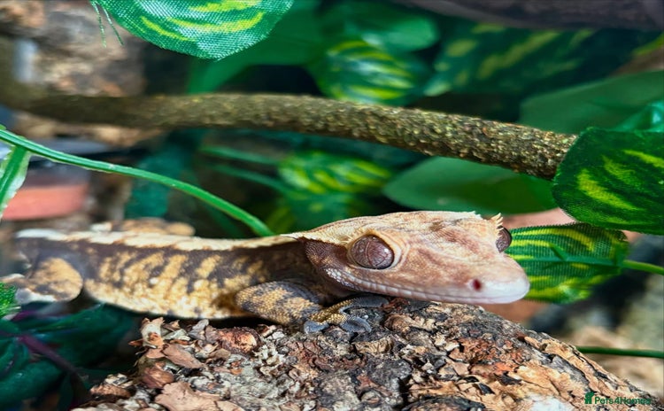 Gecko reptiles - Advert 1