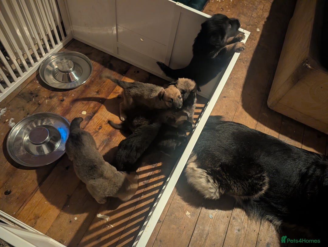 Mixed Breed dogs for sale: Mali X Alsatian and Caucasian X Alsatian. - Advert 10
