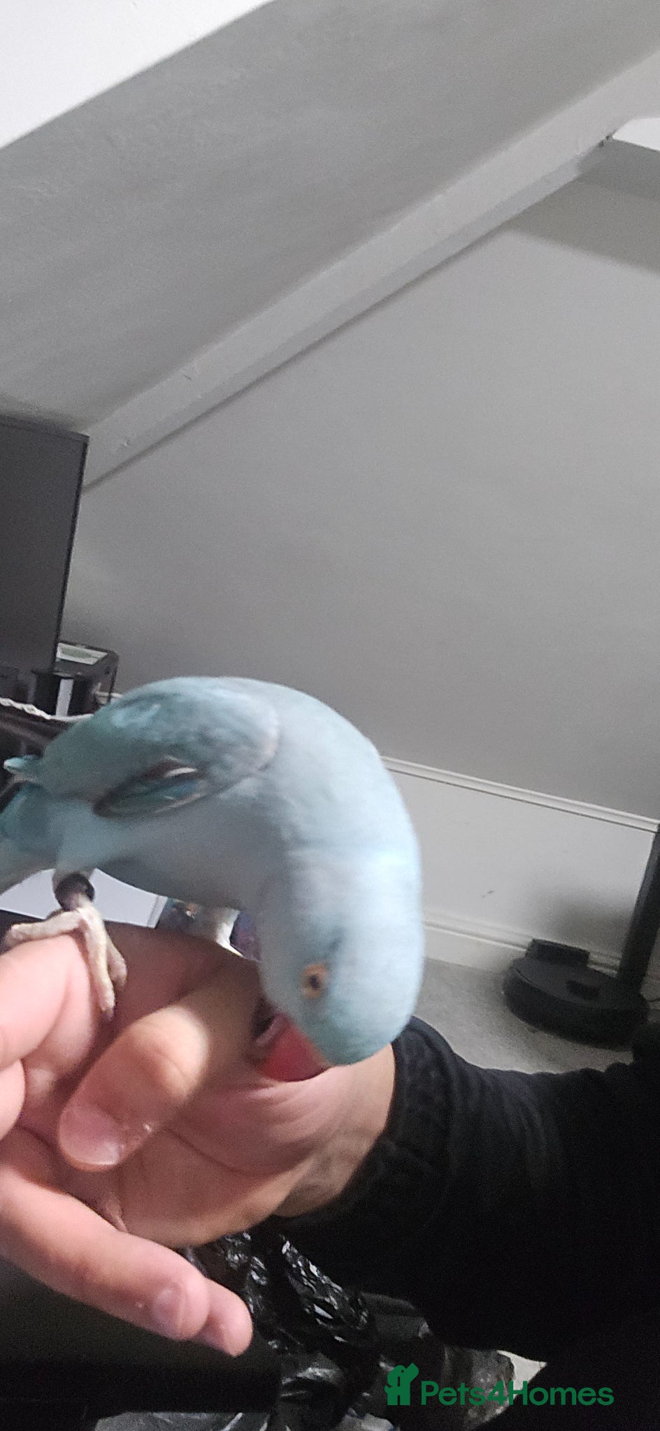 Ringnecks birds Blue male Ringneck for sale - Advert 12