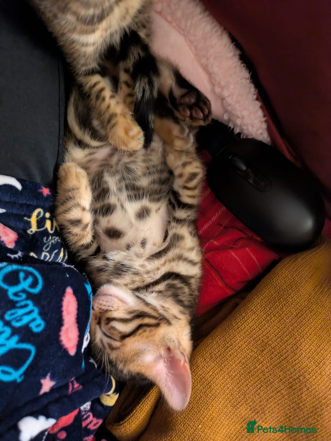 Bengal cats for sale: Family Raised TICA Bengal Kittens - Advert 11