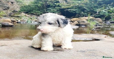 Mixed Breed dogs - Advert 4