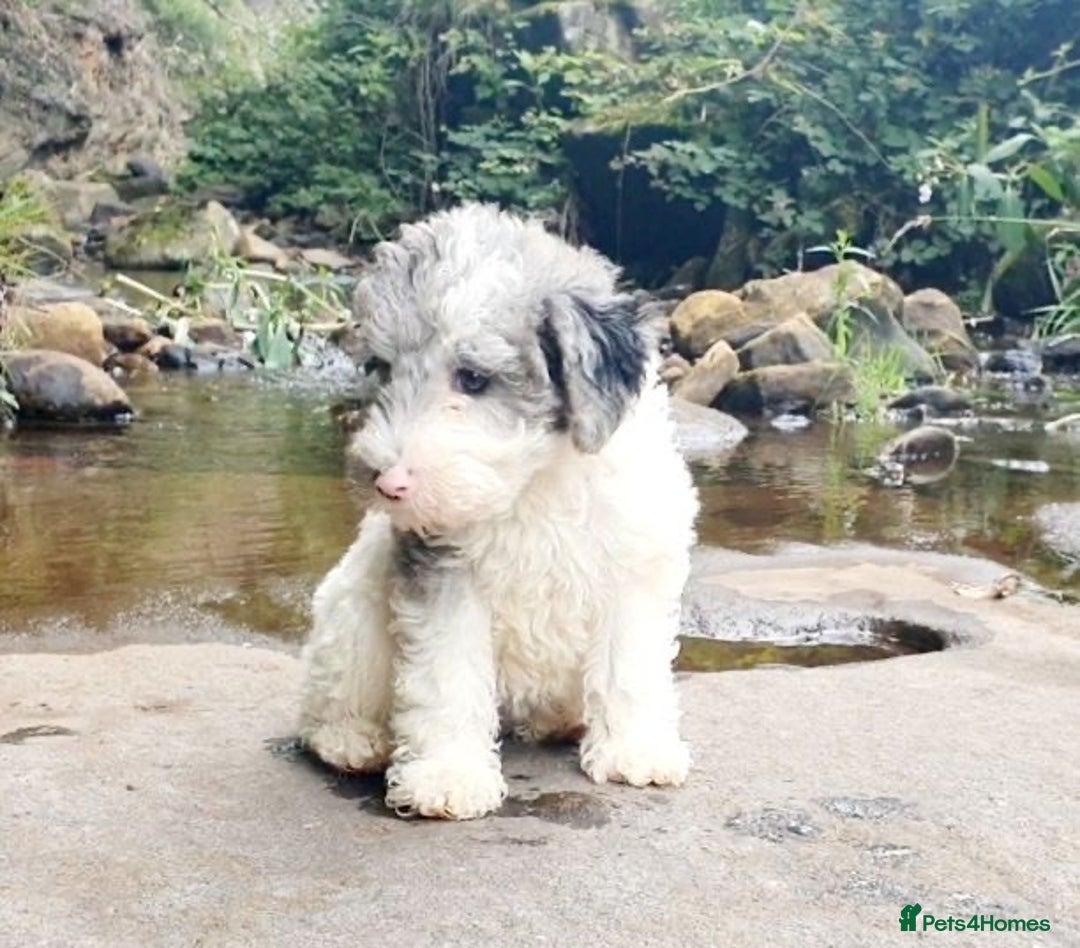 Mixed Breed dogs for sale: ABSOLUTELY STUNNING FOXYPOO PUPPIES - Image 3