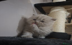 British Shorthair cats for sale: British short hair kittens - Image 2