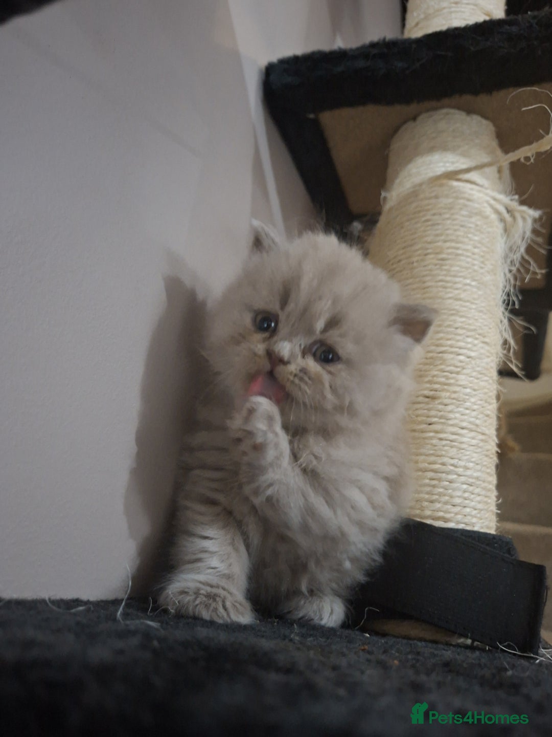 British Shorthair cats for sale: British short hair kittens - Image 2