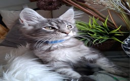 Maine Coon cats for sale: MAINE COON XL purebred registered active - Image 15