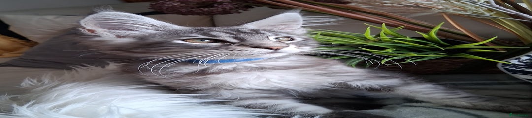 Maine Coon Kitten 2
