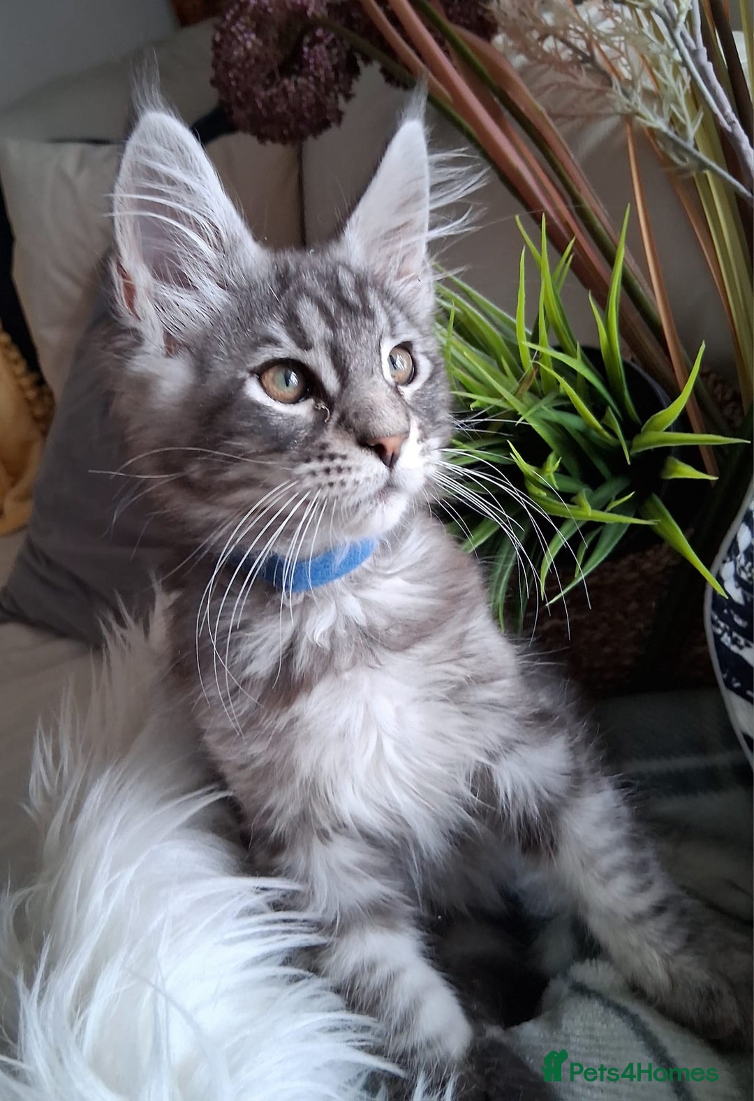 Maine Coon cats for sale: MAINE COON XL purebred registered active - Image 15