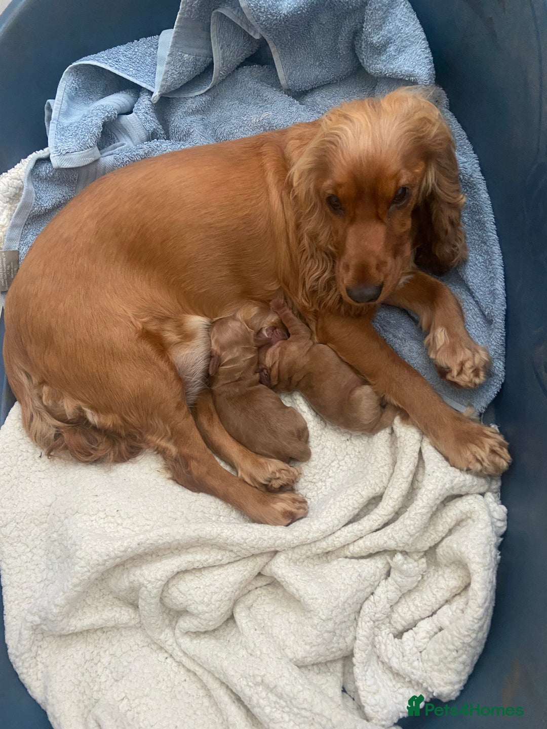 Sprocker dogs for sale: Cocker/sprocker  - Image 1