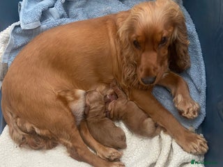 Sprocker dogs - Advert 1