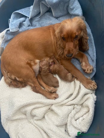 Sprocker dogs - Advert 13