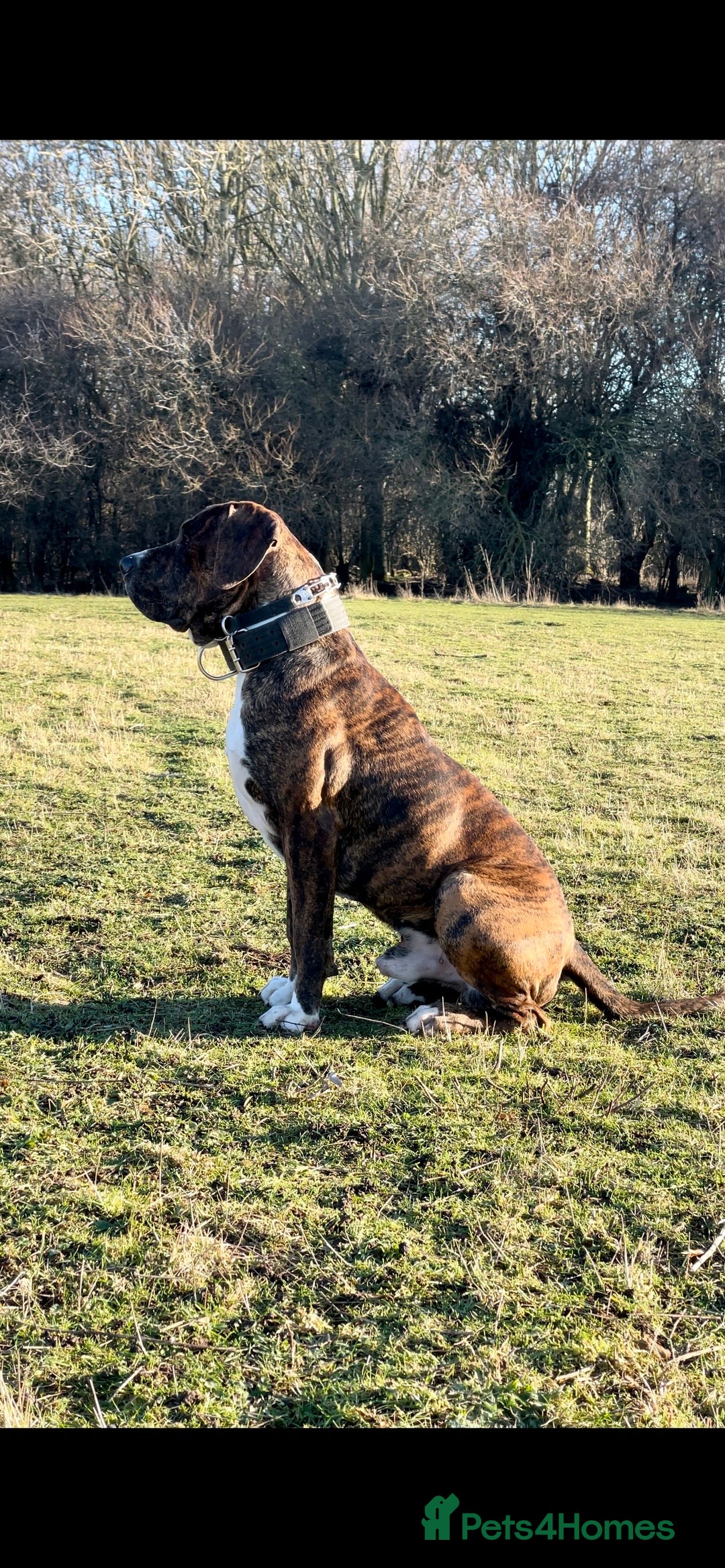 Mixed Breed dogs for sale: Presa x American Bulldog  - Advert 5