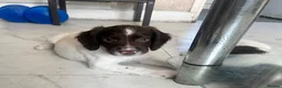 English Springer Spaniel dogs for sale: Springer spaniel puppy for sale in London - Advert 5