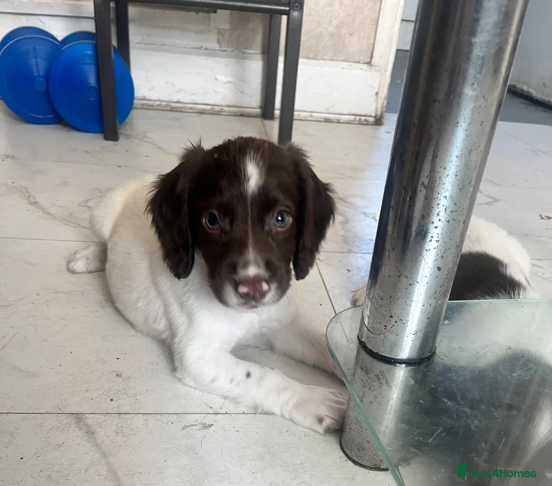 English Springer Spaniel dogs for sale: Springer spaniel puppy for sale in London - Advert 5