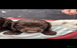 Sprocker dogs for sale: Beautiful Sprocker puppies for sale  - Image 4