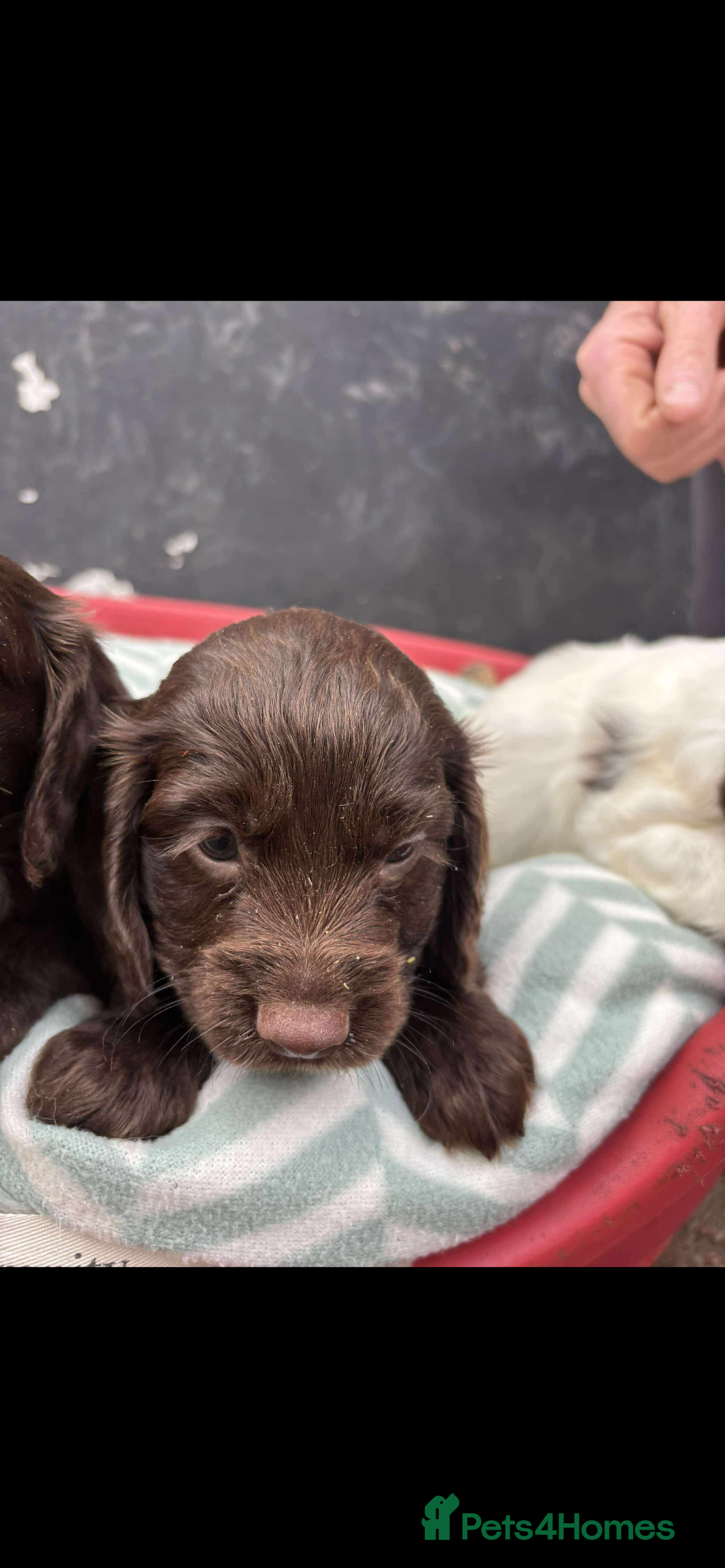 Sprocker dogs for sale: Beautiful Sprocker puppies for sale  - Image 4