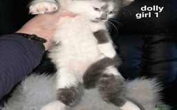 Siamese cats for sale: Bi colour blue and white kittens - Image 13