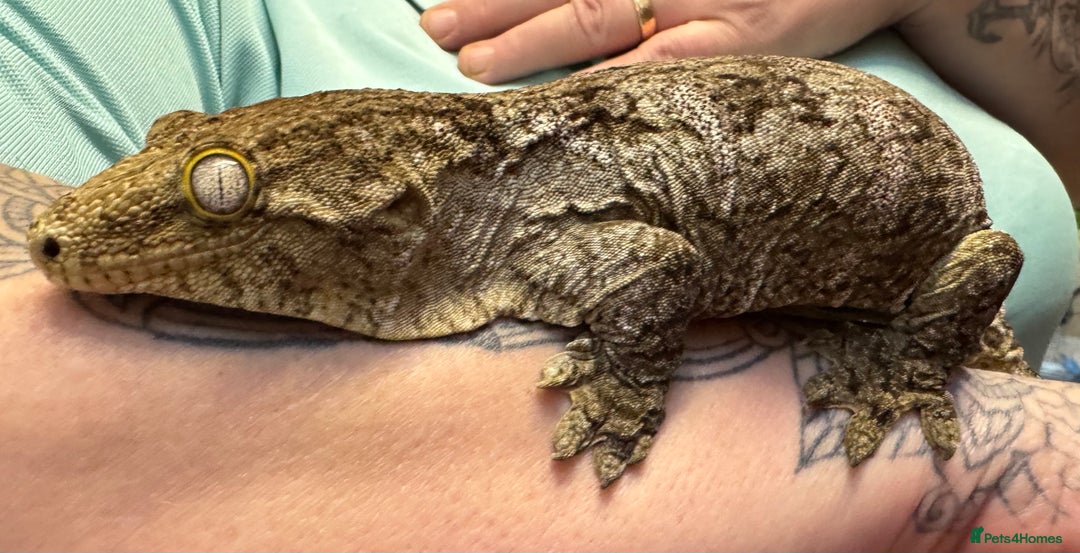 Gecko reptiles for sale: Leachianus Gecko - Advert 5