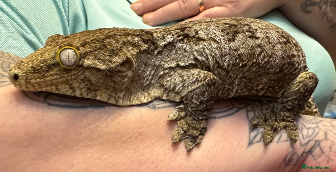 Gecko reptiles for sale: Leachianus Gecko - Advert 5