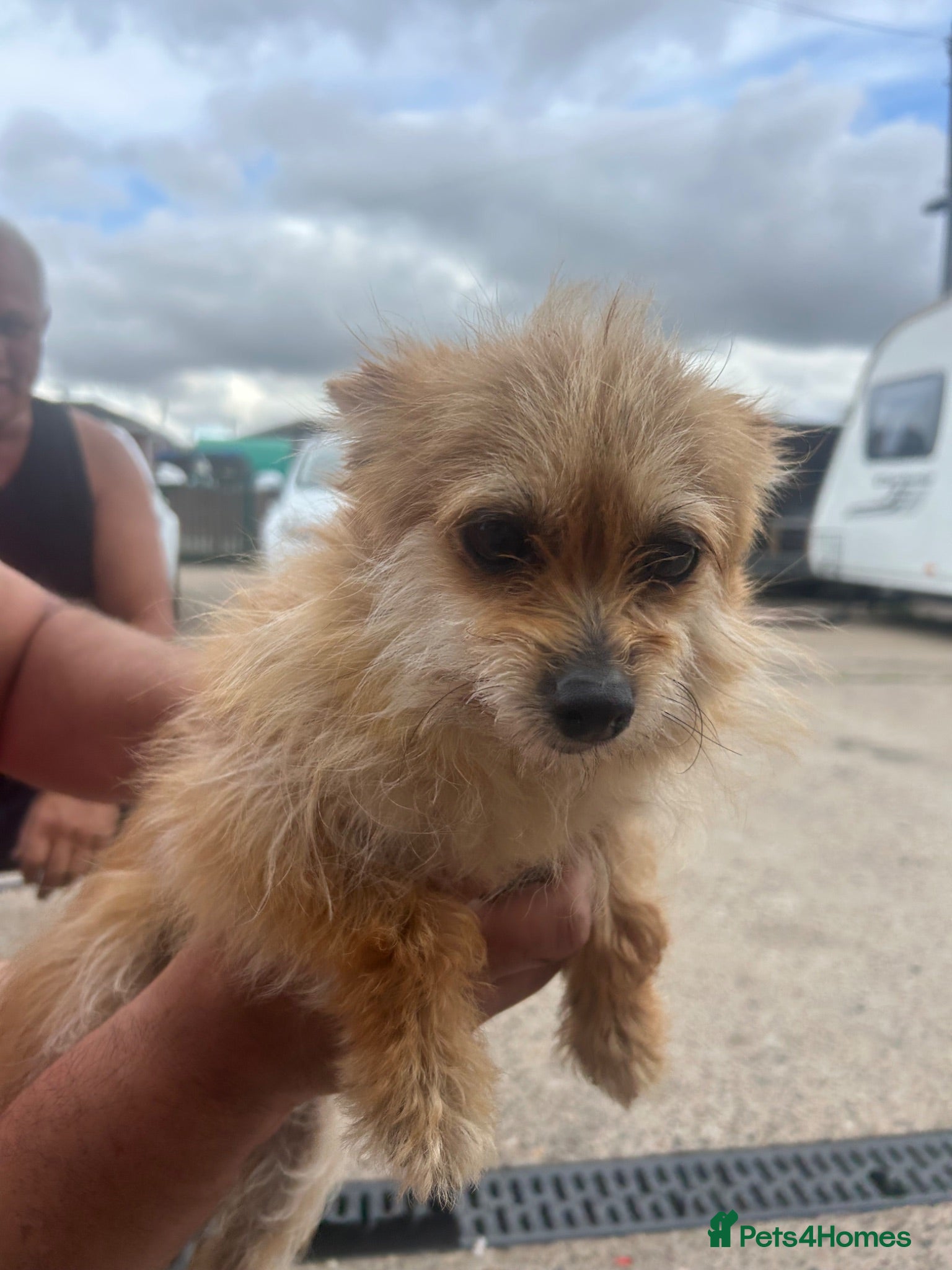 Mixed Breed dogs Yorkshire terrier cross - Advert 2