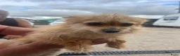 Mixed Breed dogs for sale: Yorkshire terrier cross in Gainsborough - Advert 1