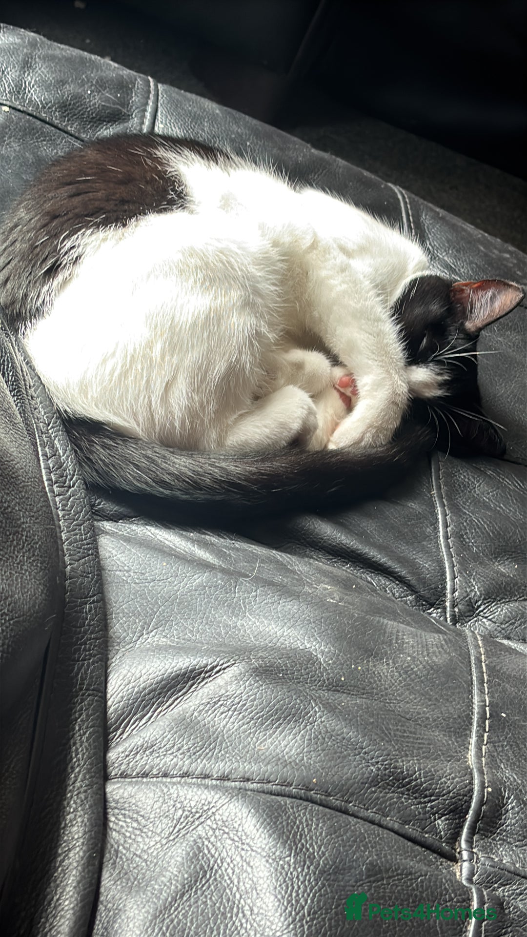 Mixed Breed cats for sale: Two female house cats  - Advert 4