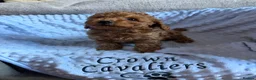 Toy Poodle dogs for sale: RED LINEAGE TINY KC HEALTH TOY POODLES LICENSED  - Advert 26