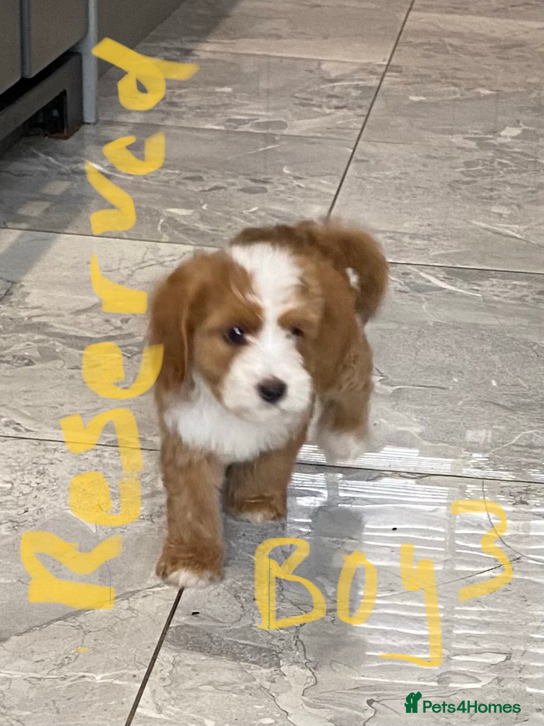 Cockapoo dogs for sale: (F1 show cockapoos (PRA CLEAR) - Image 13