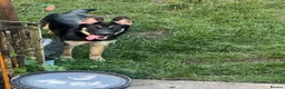 Mixed Breed dogs for sale: 6 month Beautiful Husky/Malinois/Shepherd Puppy in London - Advert 3