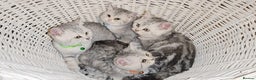 British Shorthair cats for sale: Amazing Quality British Shorthair Kittens - Advert 6