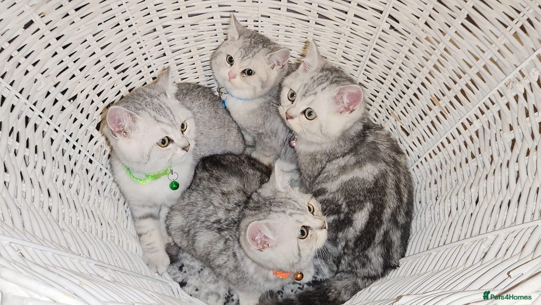 British Shorthair cats for sale: Amazing Quality British Shorthair Kittens - Advert 6