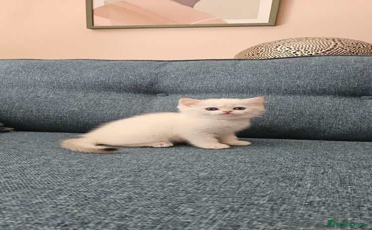 Scottish Fold cats - Advert 16